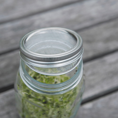 keimglas sprossenglas ohne Plastik