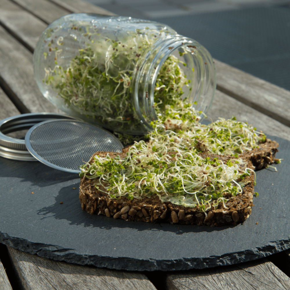 keimglas sprossenglas ohne Plastik