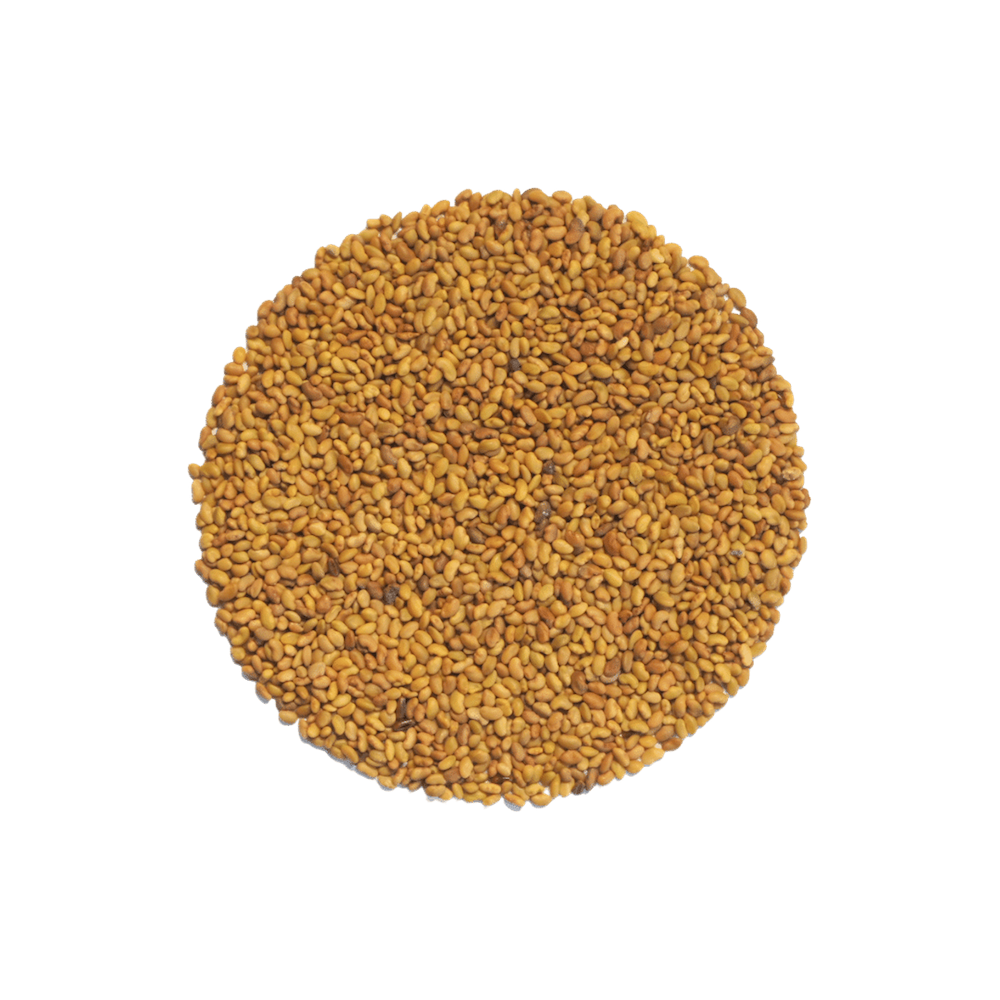 keimsaat alfalfa